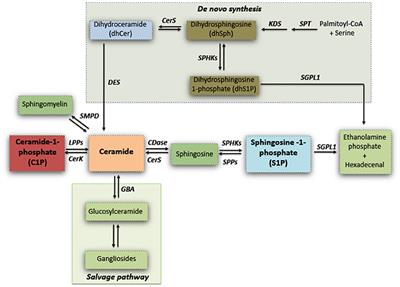 Sphingolipid Metabolism: A New Therapeutic Opportunity for Brain Degenerative Disorders